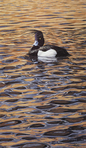 "Tuft Trouble" Tufted Duck Print