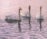 Picture of whooper swans on rippled water