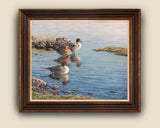 Framed canvas print of pintail ducks