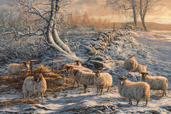 Evening Feed -  Black-faced Sheep in Snow at Sunset
