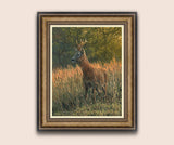 Framed summer roe buck canvas print