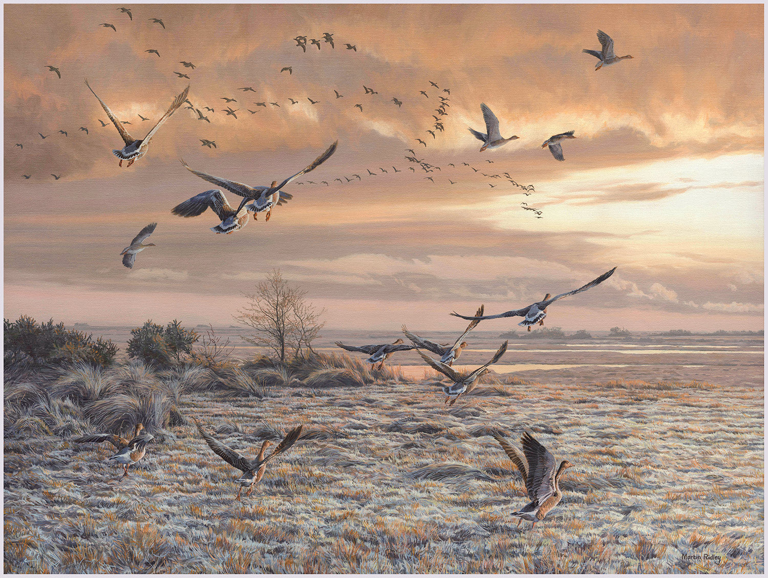 Print of Greylag geese lifting up from frosty marshland