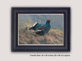 Framed calling black grouse print