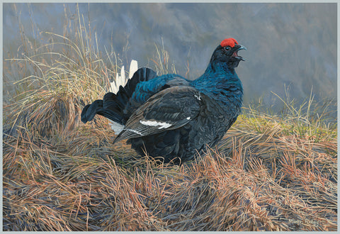 Calling Black Grouse Print