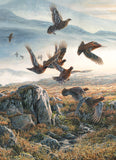 Print of pack of red grouse taking flight