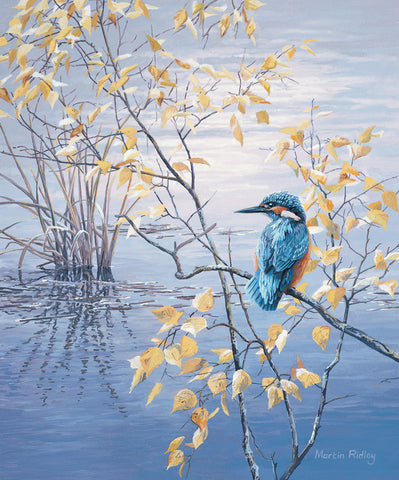 Print of Kingfisher & Birch Leaves