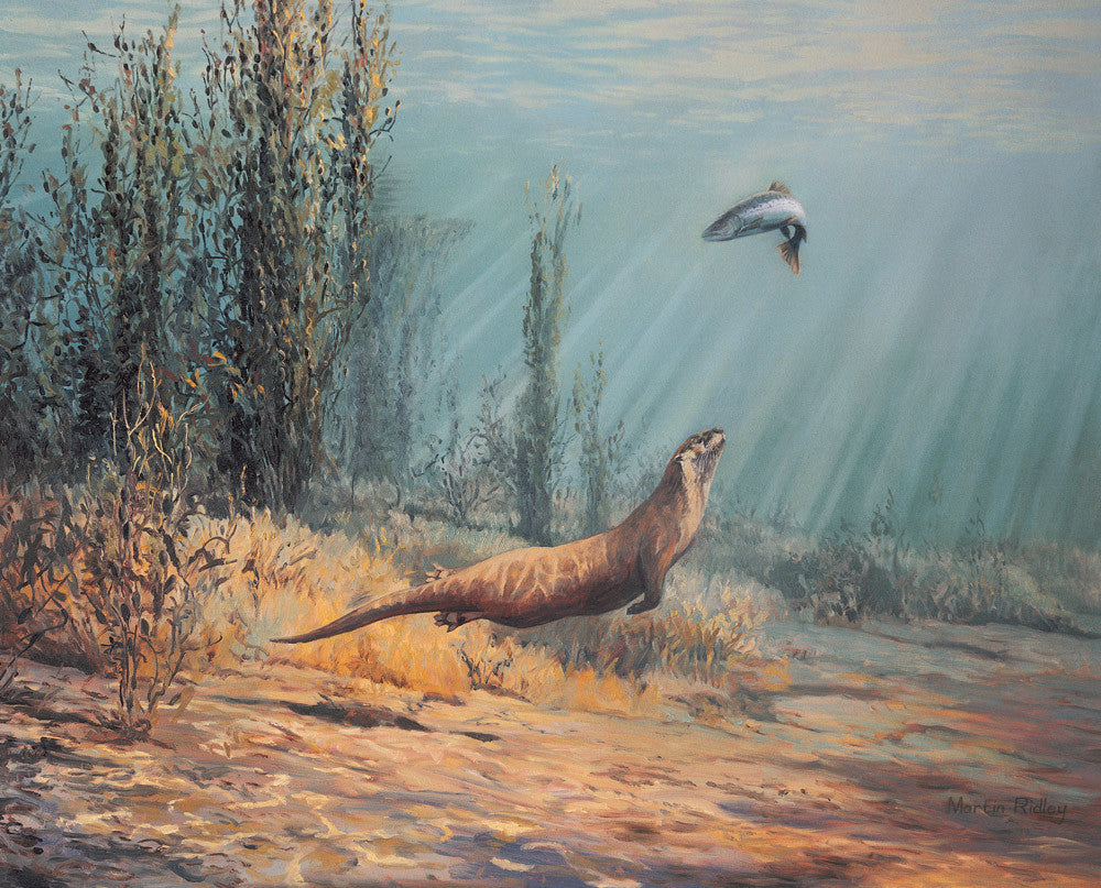 Otter chasing sea trout picture