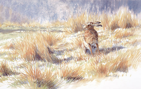 "Sunbathing Hare" - Limited Edition Print