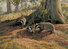 Playing badgers print for sale - from an oil painting by wildlife artist Martin Ridley