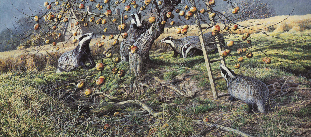 Print of badgers feeding on apples -  picture by Martin Ridley