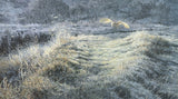 Barn owl hunting over frosty grass picture - limited edition print