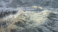 Barn owl hunting over frosty grass picture - limited edition print