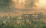 Picture of barn owl over summer grass heads