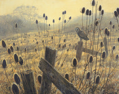Picture of a Barn Owl and Teasels - Barn owl print by Martin Ridley
