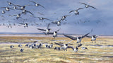 "incoming Barnacles" Geese Prints for Sale by Martin Ridley Wildfowl Artist
