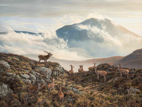 Ben Vorlich Red Deer Stag & Hinds