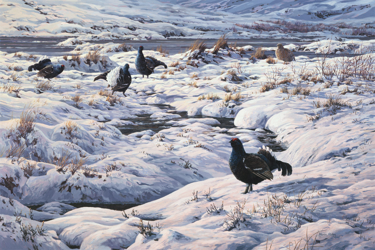 Picture of black grouse at a lek