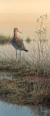 Picture of black-tailed godwit