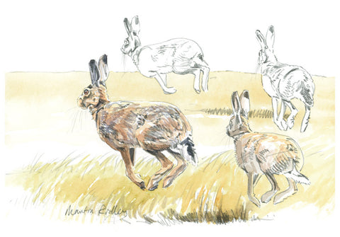 "Bouncing Along" Brown Hares Print