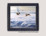 Framed picture of brown hares in snow