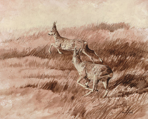 Chasing Roe Bucks Print