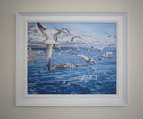 Framed circling gannets print