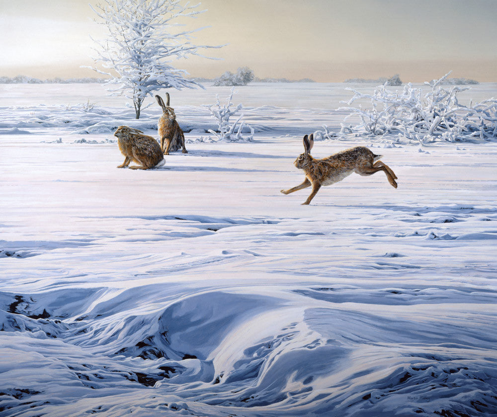 Brown hares in snow print