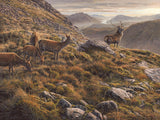 Picture of red deer in scottish mountains