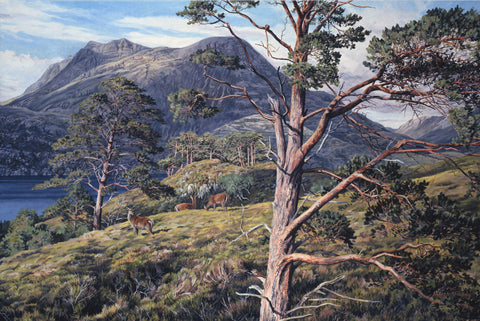 Slioch & Loch Maree Print