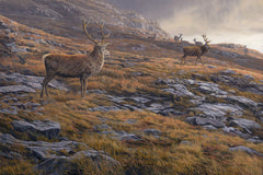 A Picture of Rutting Red Deer Stags Watched by Hinds - Canvas Print