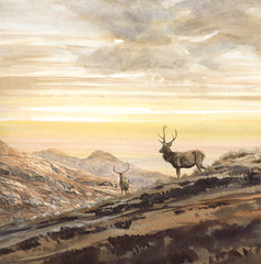 deer stags in highland scotland picture