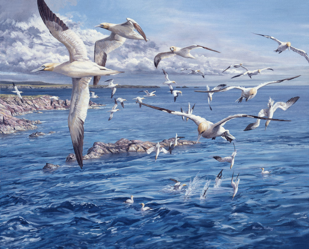 Diving gannets artwork