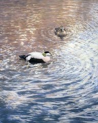 Print of eider ducks paddling
