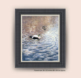 Framed picture of eider ducks paddling