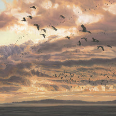 Wildfowl Picture of Geese in Flight at Sunset. Pink-footed Geese Print 