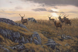 canvas print of red deer stags at sundown 