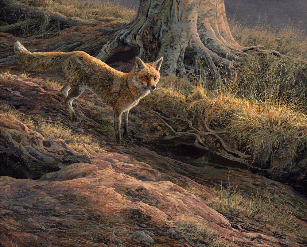 "At the Earth" Red fox artwork for sale available as a framed print or loose.