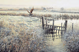 Print of barn owl hovering over frosty grass -  picture by Martin Ridley