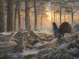 Picture of Capercaillies in winter sun