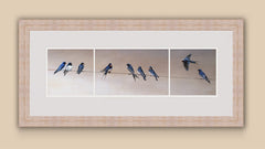 Framed print of swallows gathering 