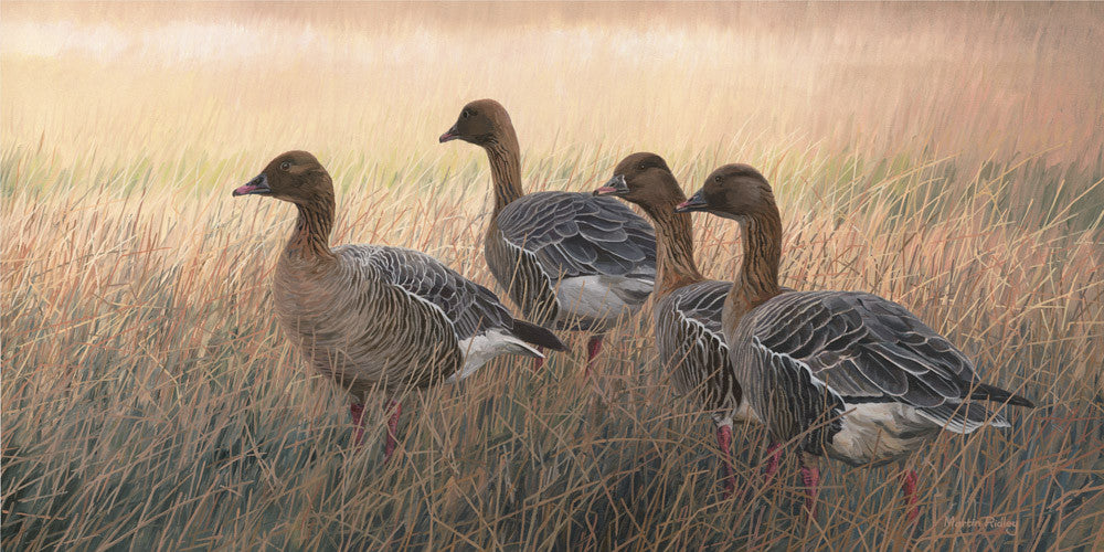 Pink footed geese print for sale - Martin Ridley