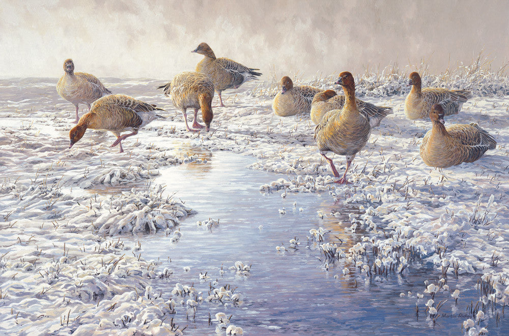 "Frozen Puddle" Pink-footed Goose Print by Wildfowl Artist Martin Ridley