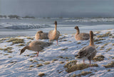Pink-footed geese in snow - bird art print from a painting by Martin Ridley