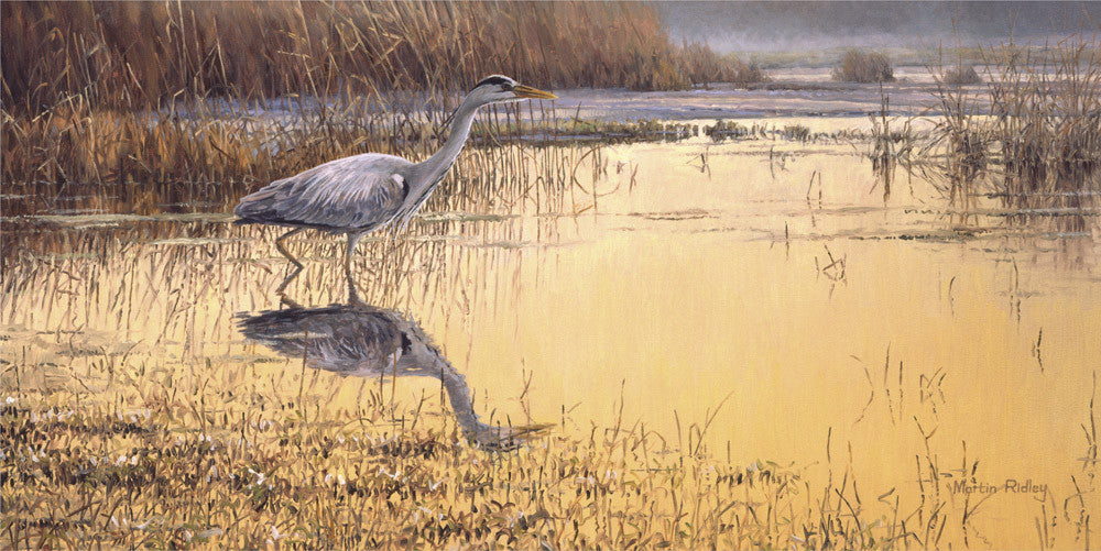 Grey heron bird print for sale by Martin Ridley