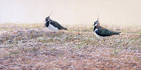 Lapwing Pair