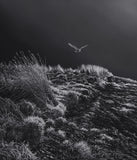 Hunting barn owl picture