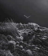 Hunting barn owl picture