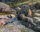 European otter print for sale - Reproduced from original artwork by Martin Ridley