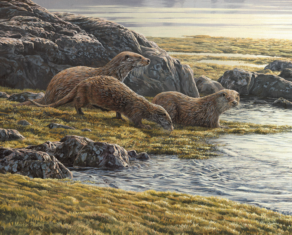 Otters on Loch Spelve Picture