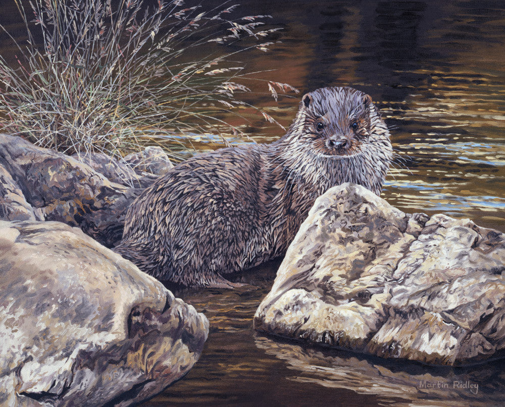 Young otter print - from painting by Martin Ridley
